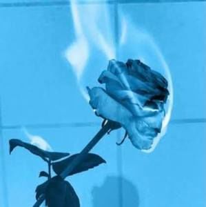 Meet your Posher, Bella